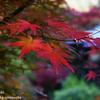 紅葉10