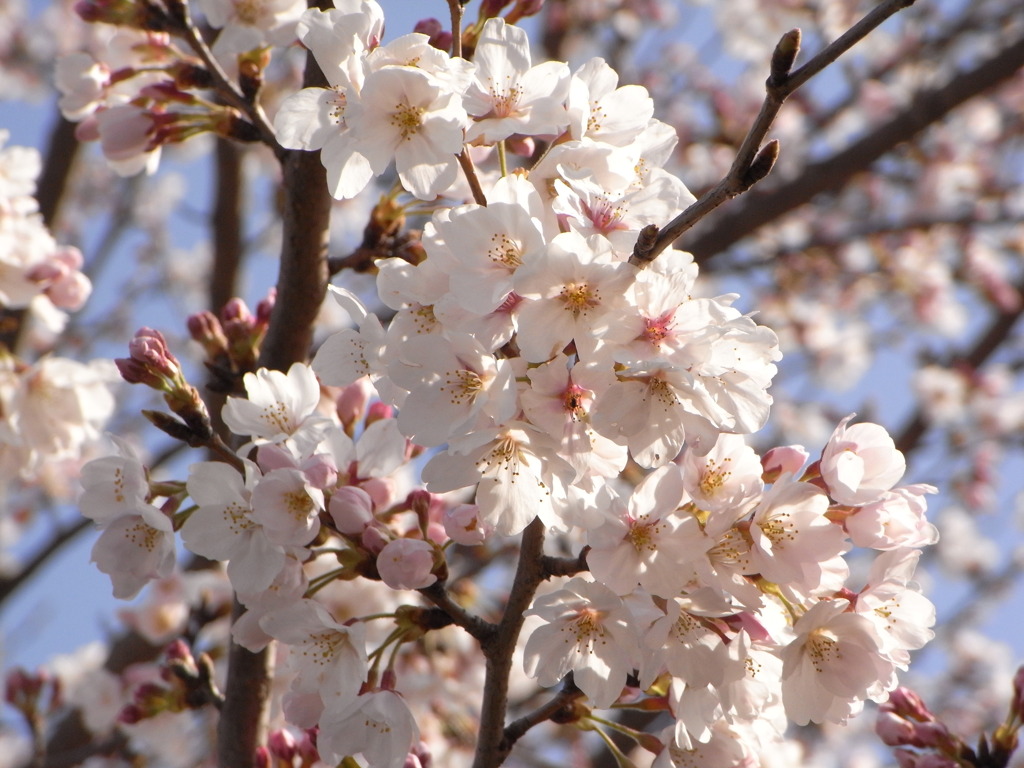 桜8