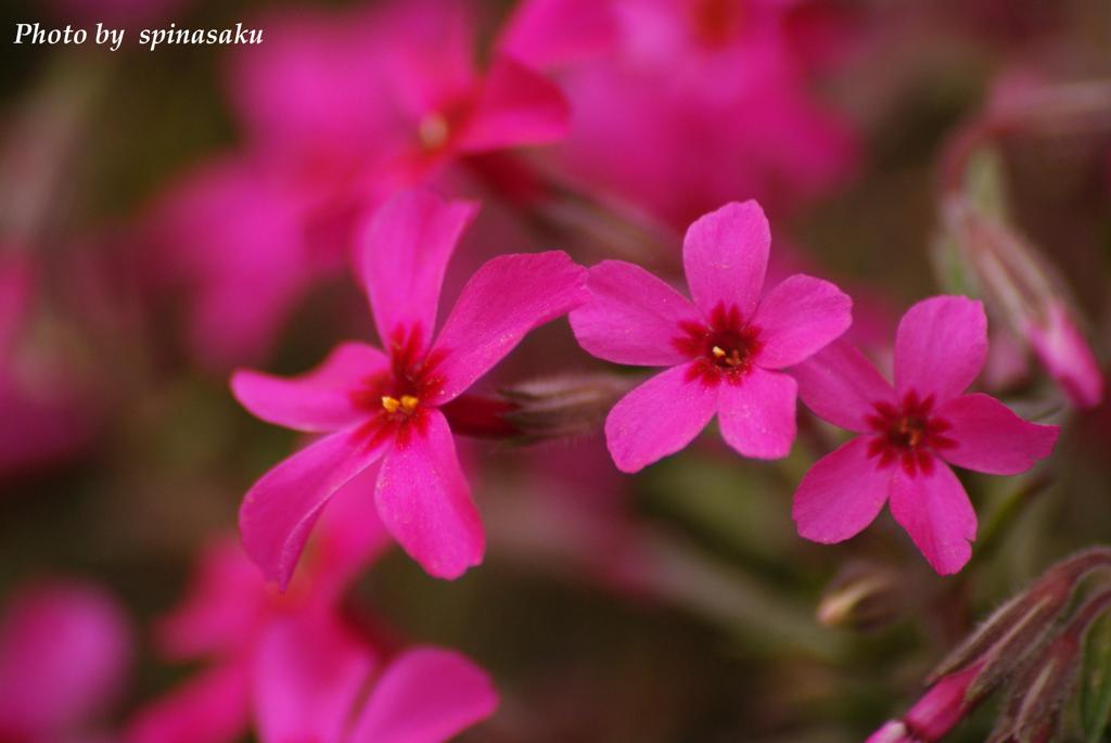 芝桜