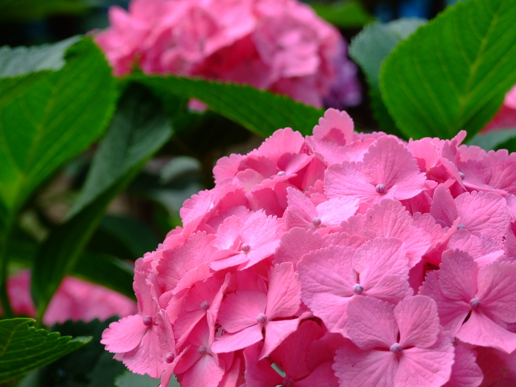 紫陽花4