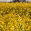 菜の花2