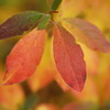 紅葉15
