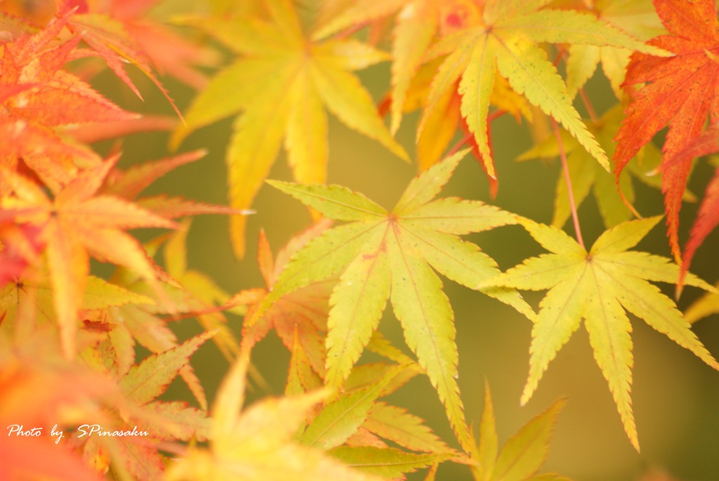 紅葉2017Ⅳ