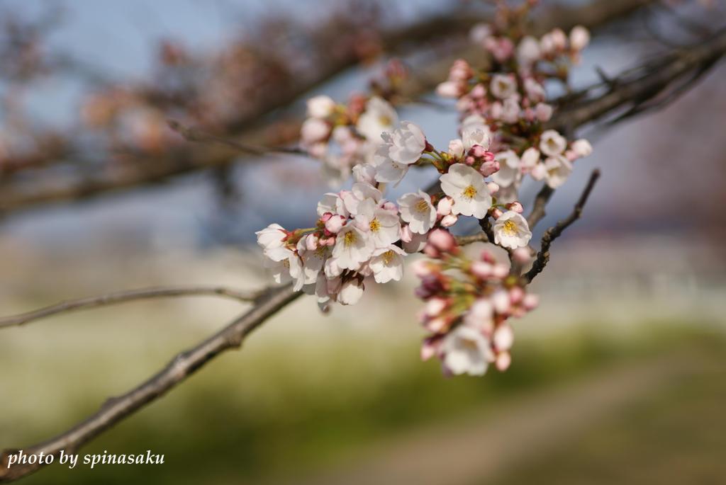 2012桜