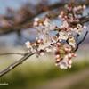 2012桜