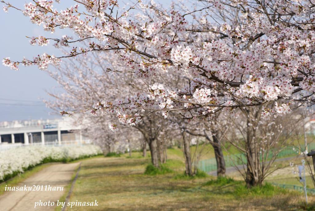 2011桜3