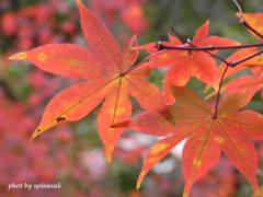紅葉3