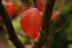 紅葉　
