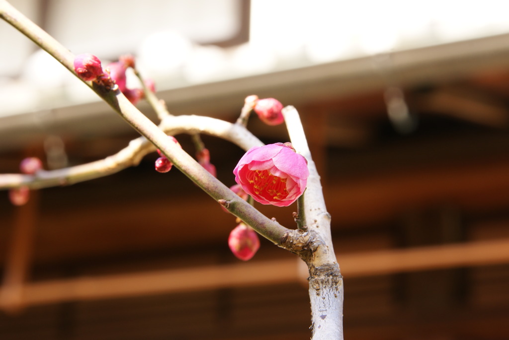 紅梅2