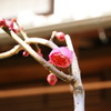 紅梅2