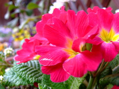 庭の花