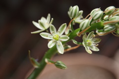 庭の花