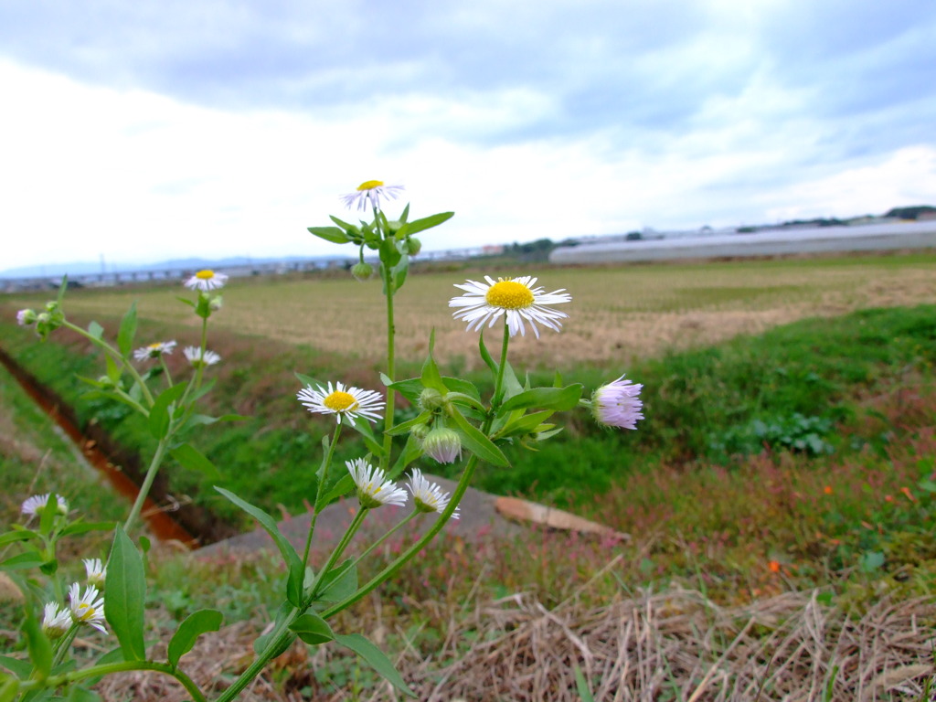 秋のヒメジオン