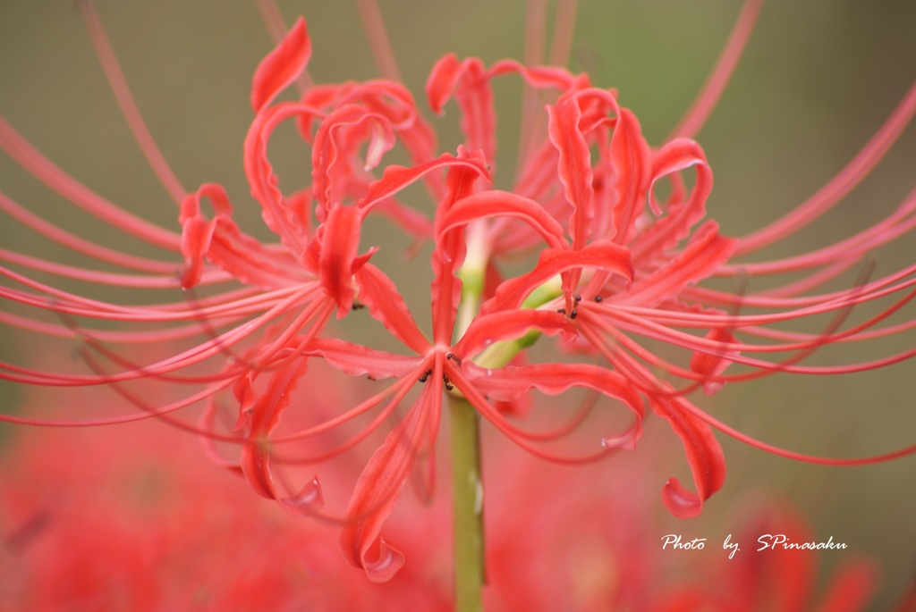 2016曼珠沙華
