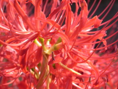 10彼岸花10