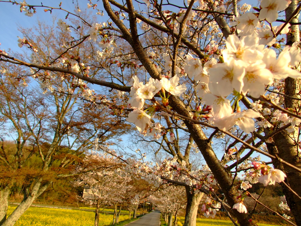 桜Ⅲ