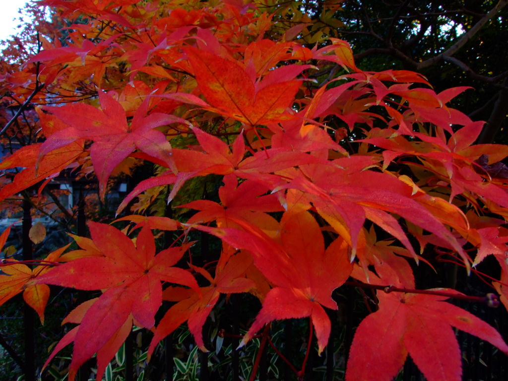 紅葉9
