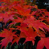 紅葉9