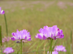 レンゲ草