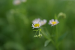 夏のヒメジオン