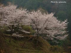山里の霞む桜