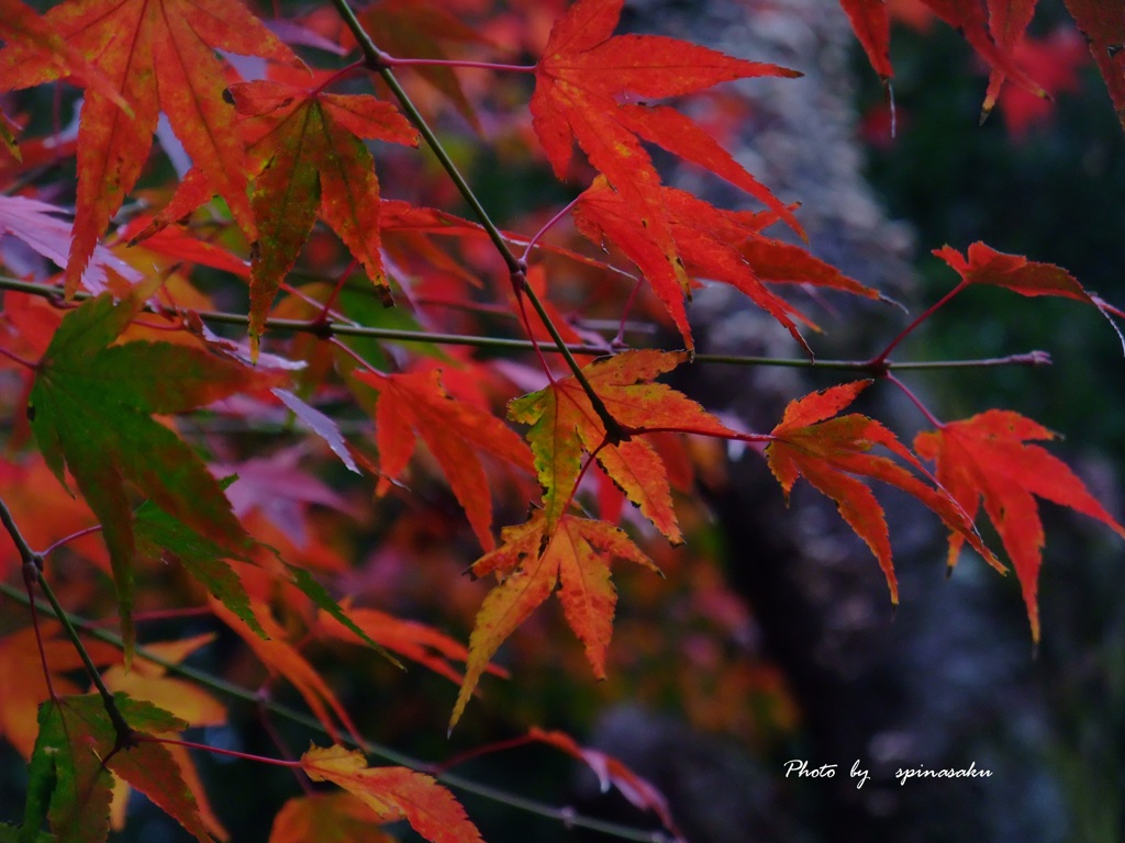 ２０１５紅葉Ⅱ