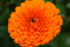 オレンジの庭の花