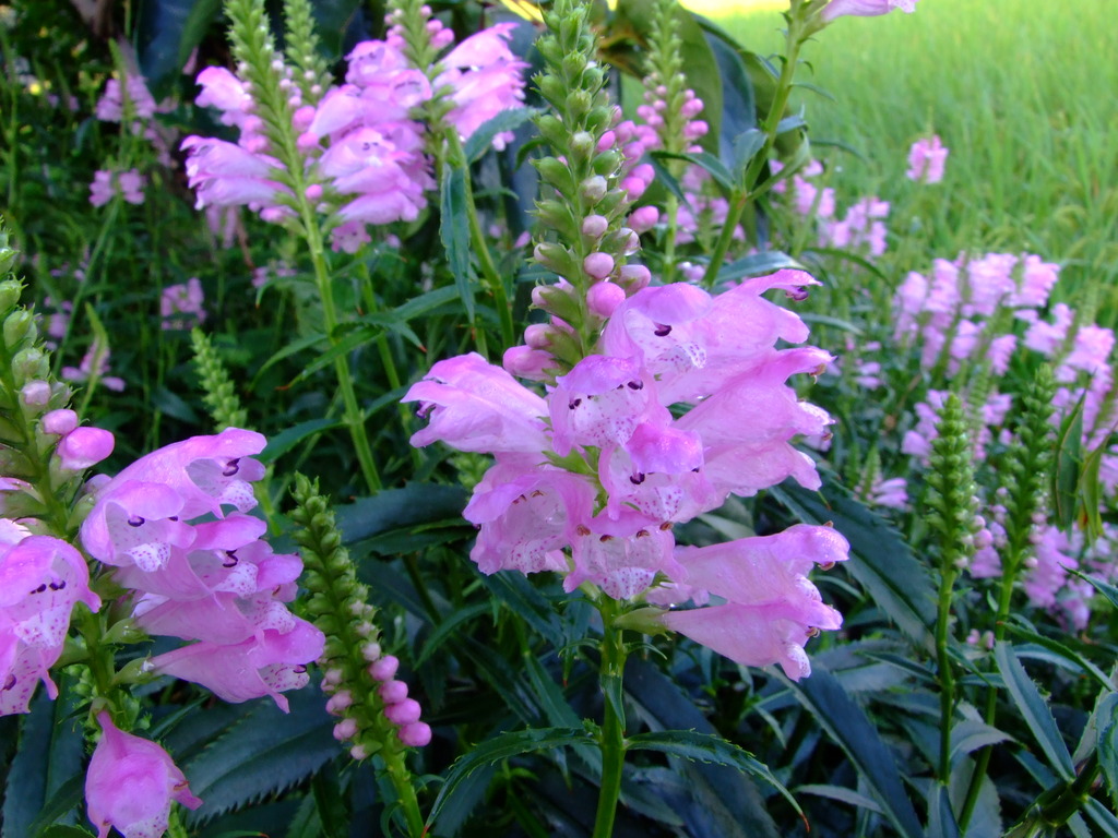 何の花?