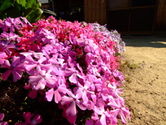 芝桜2