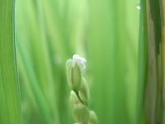 穂2