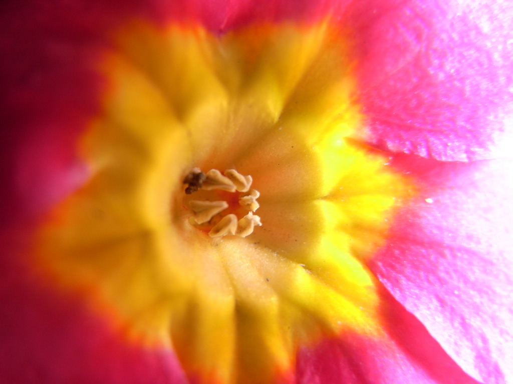 庭の花四段活用4