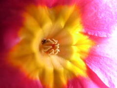 庭の花四段活用4