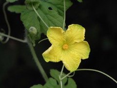 ゴーヤの花