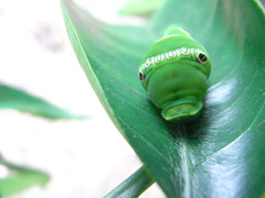 害虫だけど