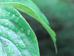 梅雨の庭木