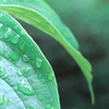 梅雨の庭木