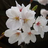 桜Ⅴ