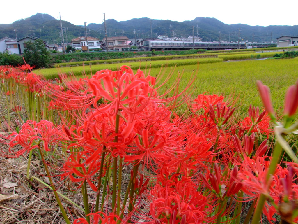 １０彼岸花12
