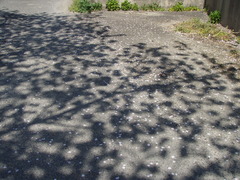 私の小学二年の子供の写真