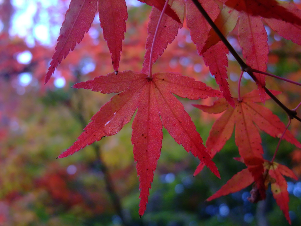 紅葉5