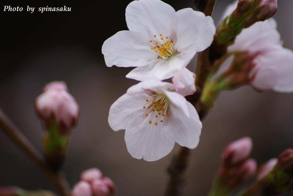 桜2014Ⅰ