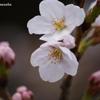 桜2014Ⅰ