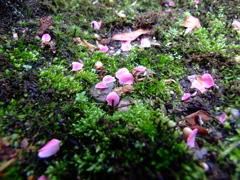 梅の花びら