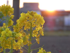 夕日の輝く　菜の花