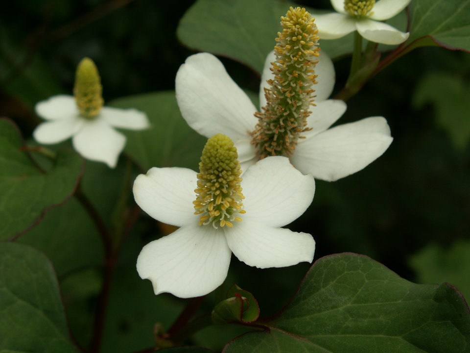 ドクダミの花