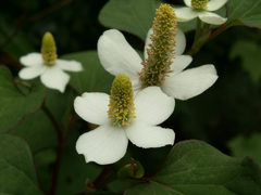 ドクダミの花