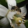 みかんの花にとまるミツバチ