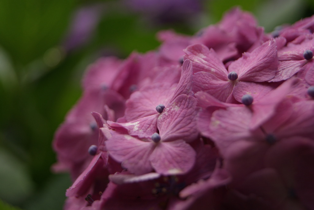 紫陽花14