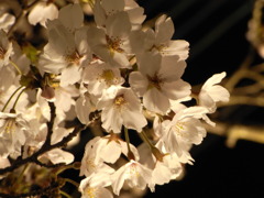 2011桜