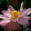 2010蓮